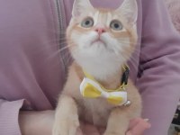 Golden British Shorthair Yavru