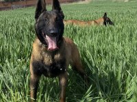 Safkan Belçika Malinois - koyu siyah