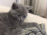 60 günlük bebek dişi british shorthair