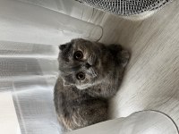 5 aylıktır uysal ev kedisi scottish fold