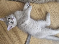 Dünya güzeli golden ay11 erkek british shorthair