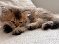 Black Gold British Longhair Yavrular