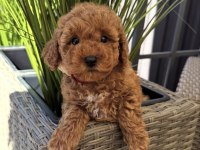 RED TOY POODLE YAVRULARI