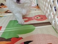 Pet eğitimli ev doğumlu maltese yavrular