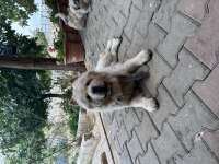 Dişi chow chow (çin aslanı)