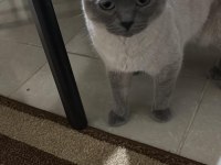 Ücretsiz sahiplendirilecek kedimiz