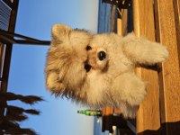 Ponçik Pomeranian Yeni Yuvasını Arıyor