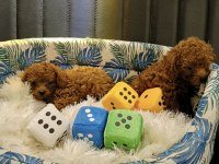 Gerçek Teacup Kore poodle bebekler