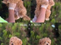 ORJİNAL MİS TURKEY MALTİPOO YAVRULAR YENİ YUVALARINA HAZIR