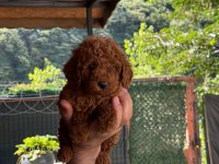A kalite poodle yavrular