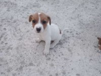 Jack Russell × Pekinez yavruları