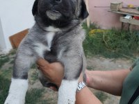 SAFKAN 6 TIRNAKLI SOYLU ÖZEL ÜRETİM KANGAL YAVRULAR