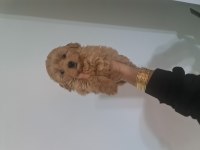 Teslime hazır minyatür poodle miniğim