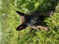 Malinois Yavruları