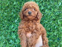 Poodle bebek köpekler