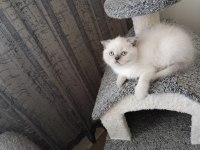 Blue poit erkek yavru