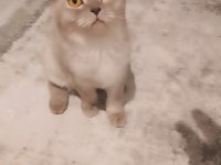 Scottish fold kedimize yeni yuva arıyoruz
