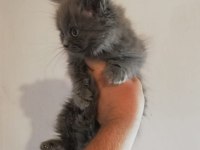 2 aylık British Longhair Dişi Yavrular