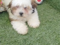 Shih poo bebekler