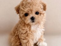 Aşılı Toy Poodle Yavrular Yeni Ailesini Bekliyor