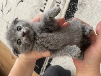 Güzeller güzeli yavrularımız scottish fold