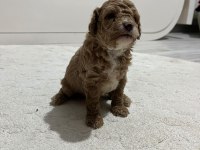 SEVIMLI POODLE MINIKLER
