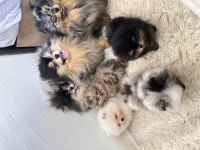 Pomeranian boo merle rengi
