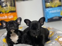 Kalite french bulldog