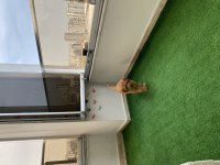 Toy poodle disi
