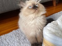 British Longhair Chocolate Point Erkek