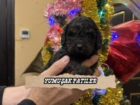 Black Toy Poodle