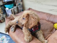 2.5 aylık dişi toy poodle