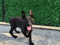 A+ Kalite Belçika Malinois Yavrular