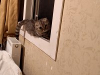 Dünyalar tatlısı ponçiğim scottish fold
