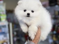 Ukrayna doğumlu Pomeranian yavrular