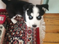 Husky Sibirya kurdu