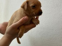 Minyatür pinscher safkan
