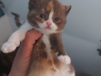 Dişi Chocolate Calico British Shorthair