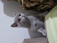 Sahiplendirme british shorthair