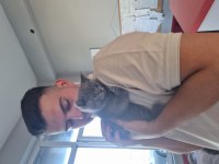 British shorthair sahiplendiriyoruz