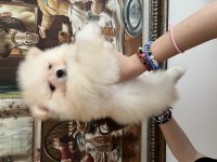 POMERANİAN BOO ERKEK KÖPEĞİMİZ