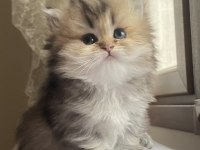 BLH NY25 british longhair bebeğimiz yeni ailesini bekliyor
