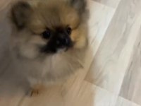 POMERANIAN BOO YAVRUMUZ