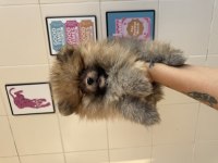 Uygun turuncu Pomeranian ayı surat