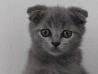 British shorthair sevdiğinize bir can verin
