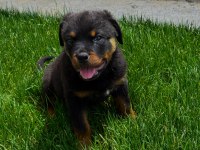 Rottweiler Sağlık Garantili Bebekler