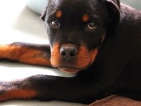Rottweiler Nora İçin Sevgi Dolu Bir Yuva Arıyoruz