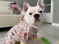 Eğitimli French Bulldog