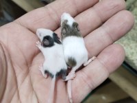 Panda Mice