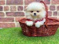 Mersinden Pomeranian Boo Köpeğimiz